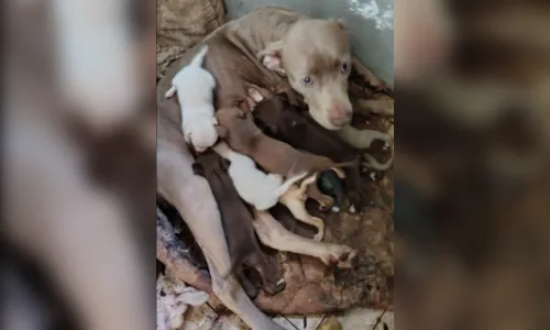 Tutor é multado em R$ 3,4 mil por maus-tratos a animais em Arapongas