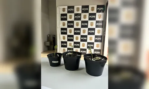 Jovem é preso por cultivar pés de maconha no telhado de casa