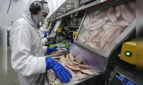 Com 70% da produção no PR, tilápia pode entrar na lista de espécies invasoras