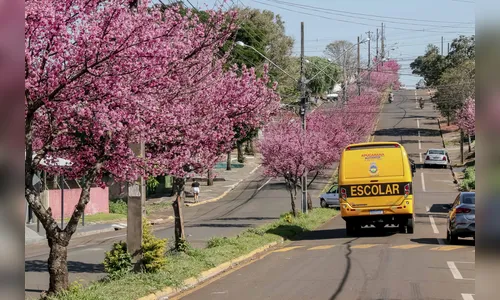 Apucarana reabre consulta pública sobre Plano de Arborização