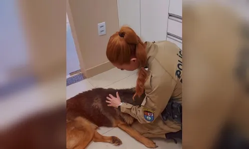 Despedida de cão policial que enfrentava câncer gera comoção no PR