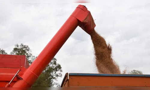 Colheita do milho e trigo termina com boa produtividade na região
