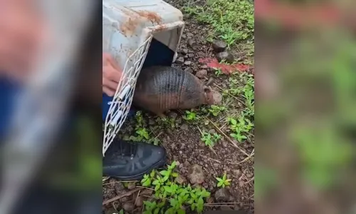 Tatu-galinha é capturado na área urbana de Arapongas