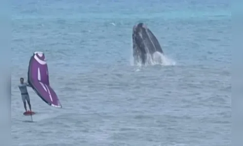 Surfista brasileiro treina ao lado de baleias no litoral de SC; veja