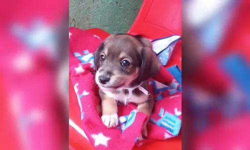 Prefeitura de Arapongas promove 1º evento de adoção de cães e gatos