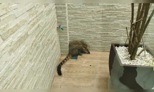 Quati é resgatado de residência na área central de Arapongas