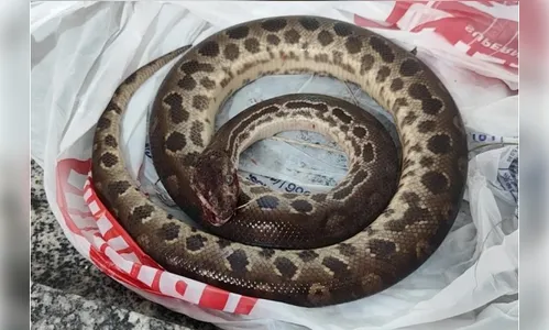 Homem morde sucuri após ser atacado; a cobra morreu