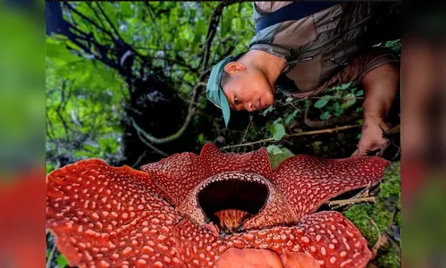 Expedição encontra flor mais rara do mundo após 13 anos de buscas