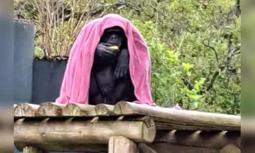 Morre aos 52 anos o chimpanzé Pipo do Zoológico de Curitiba