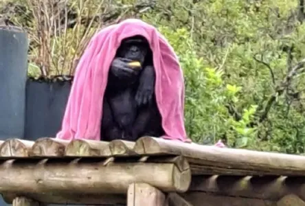 A idade avançada de Pipo surpreende: a expectativa de vida de um chimpanzé em habitat natural é em torno de 40 anos