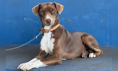 Jandaia do Sul e Cambira recebem mutirão do CastraPet em dezembro