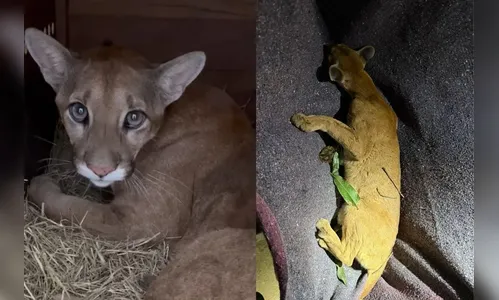 Onça-parda é resgatada no centro de cidade do PR; veja o vídeo