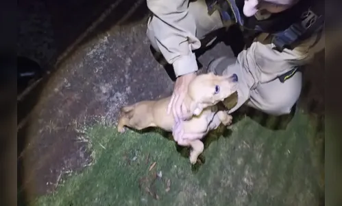 Filhote abandonado sem água e comida é resgatado pela PM no Paraná