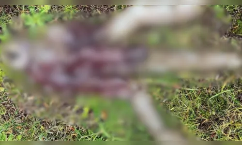 Criatura bizarra é encontrada por banhista em praia; veja as fotos