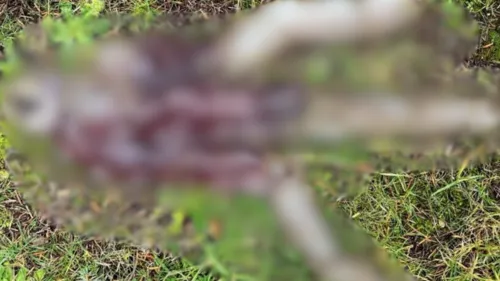 Apenas quatro da espécie foram registrados vivos nos últimos 40 anos