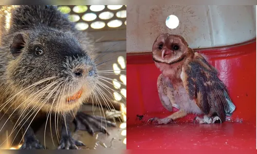 Resgate de animais silvestres cresce 22% este ano em Arapongas