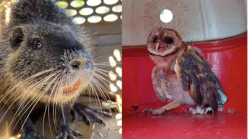 Após o resgate, os animais passam por uma avaliação