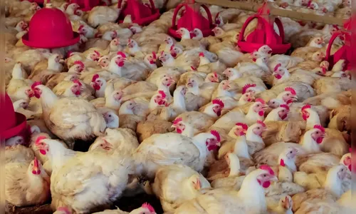 Faturamento da avicultura atinge R$ 1,2 bilhão na região de Apucarana