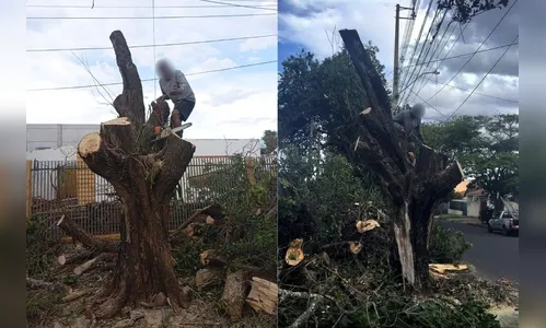 Homem é preso 2 vezes no mesmo dia por corte irregular de árvore no PR