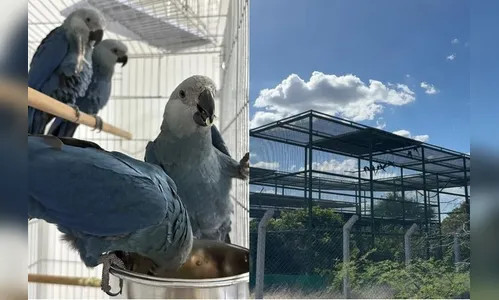 Últimas ararinhas-azuis na natureza são diagnosticadas com vírus letal