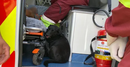 Cão dentro da ambulância CCR PR Vias
