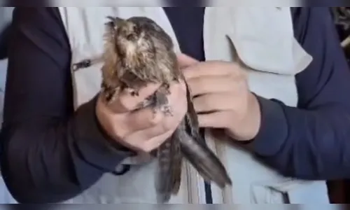 'Ave-fantasma' de rara aparição, urutau é resgatado em Apucarana