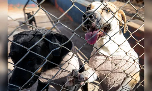 Apucarana registra média de um resgate por dia de animais vítimas de maus-tratos