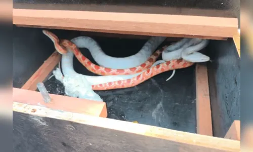 Serpentes exóticas são achadas dentro de pacote dos Correios