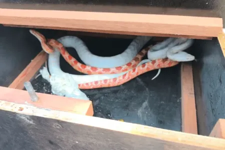 Duas serpentes foram encontradas dentro de um pacote