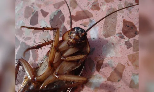 Homem diz que barata o convenceu a cometer homicídios