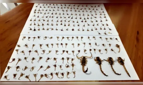 Moradores encontram 300 escorpiões em casa em uma semana no PR