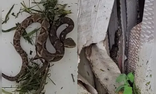 Quintal é invadido por cobras após vendaval no Paraná