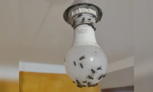 Moradores de Aricanduva denunciam infestação de moscas; veja vídeo
