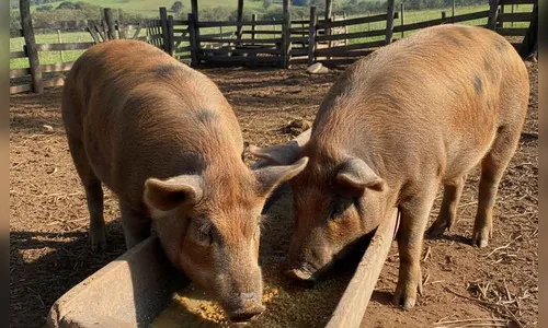 PM é acionada após furto de porcos em sítio de Lunardelli