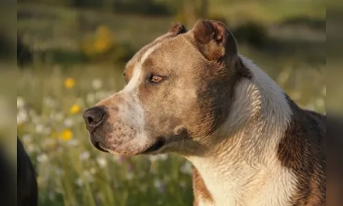 Homem agride esposa e instiga pitbull contra a PM em Cambira