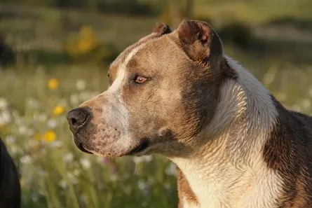 Homem teria instigado cão para atacar policiais
