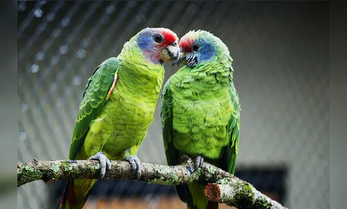 PR cria nova regra para compra legal de animais silvestres; entenda