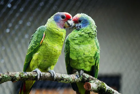 IAT orienta a população a confirmar a regularidade do vendedor antes de finalizar a compra