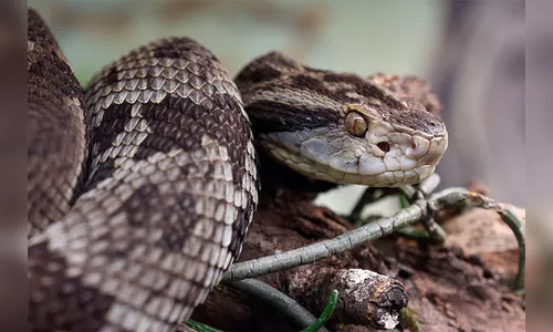 Cobra jararaca é capturada em árvore pelos bombeiros em Apucarana
