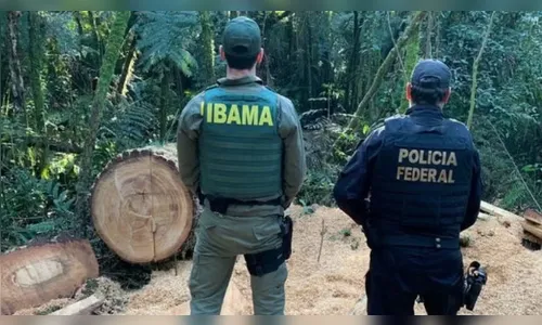 Indígena é condenado por abrir área do porte de 16 campos de futebol