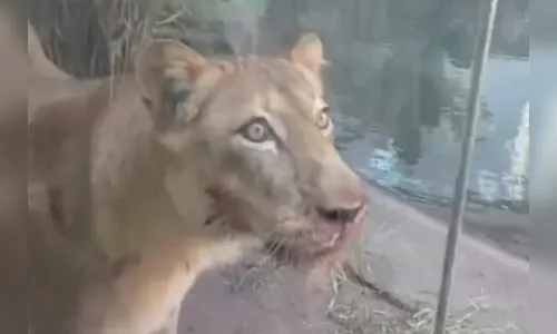 Leoa que matou jovem em zoológico de João Pessoa não será sacrificada