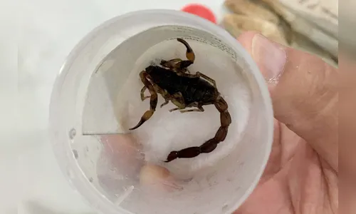 Animais peçonhentos causam um acidente a cada dois dias na região