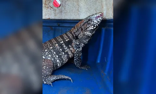 Oito lagartos são capturados no Condomínio dos Idoso em Arapongas