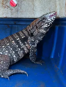 O GDA reforça a importância de a população não tentar capturar ou afastar animais silvestres por conta própria