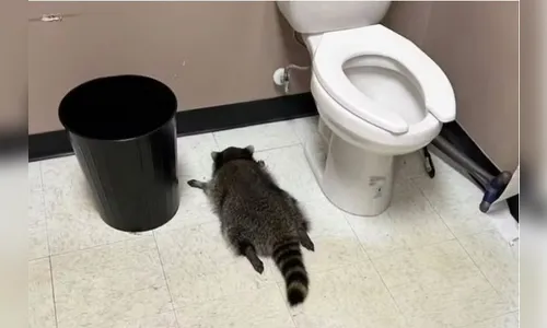 Guaxinim bêbado é encontrado desmaiado em loja de bebidas nos EUA