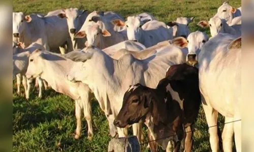Vaca é morta a tiro após fugir de propriedade rural em Borrazópolis