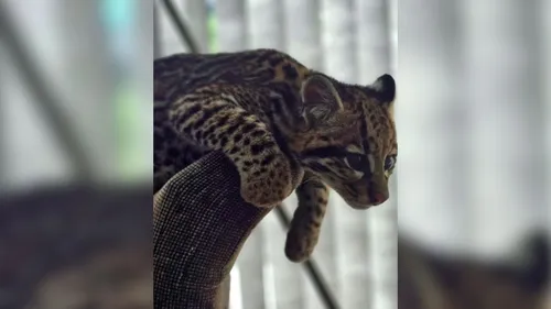 O animal silvestre apresentava comportamento excessivamente dócil