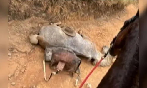 Justiça condena homem que mutilou patas de cavalo vivo em SP