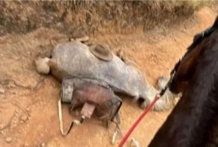 O cavalo foi mutilado vivo