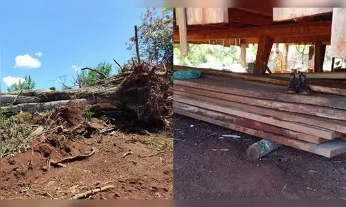 Homem é preso por desmatamento em área protegida no Paraná